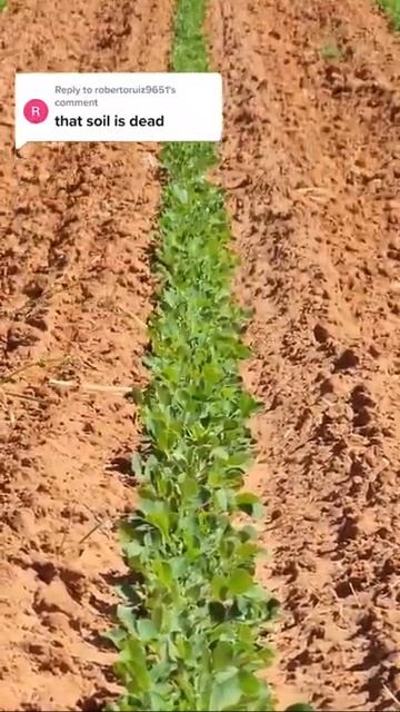 Reply to @robertoruiz9651 peanuts are looking good 👍 смотреть онлайн
