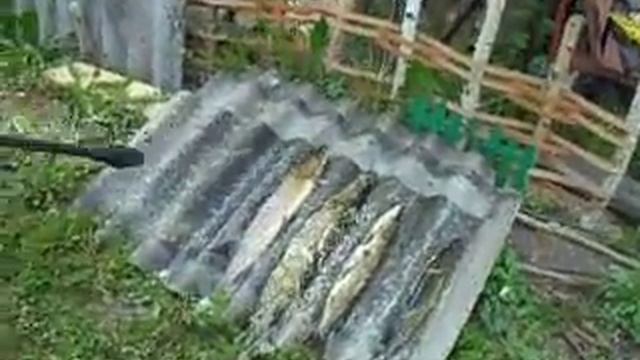 Пробуем чистить щуку с помощью сильного напора воды№1 смотреть онлайн
