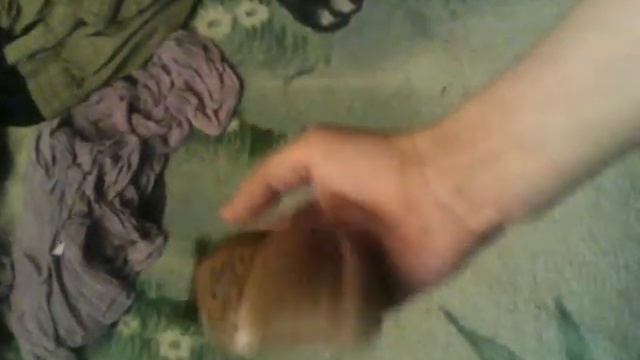 Хомячок умеет летать смотреть онлайн