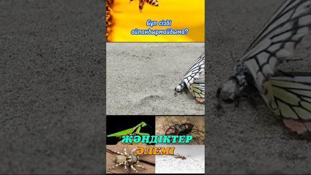 Жәндіктер әлемі смотреть онлайн