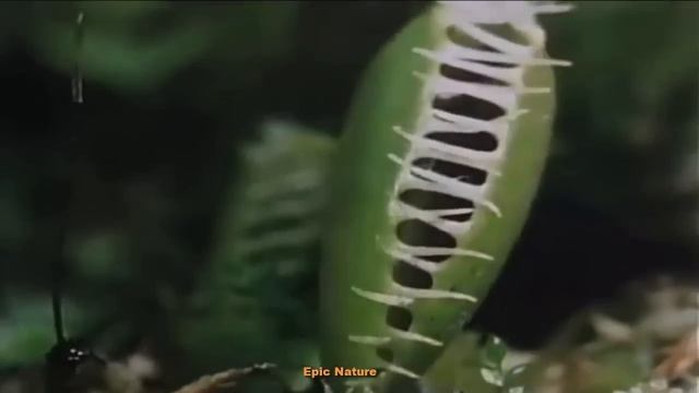 Insect Eater Plant (Nature Documentary)