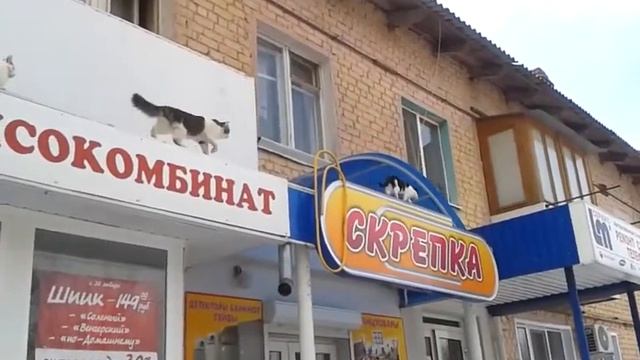 стадо котов смотреть онлайн