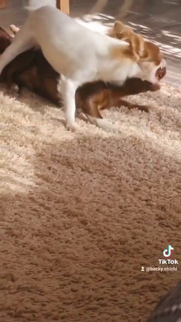 Психология собак 😁🐶🐶 смотреть онлайн