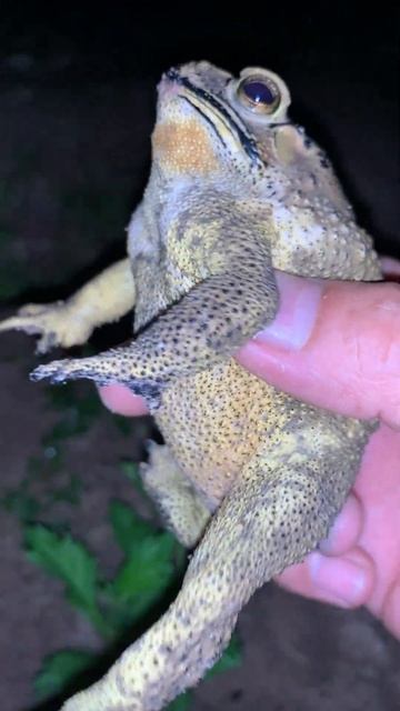 Great toad frog voice #voice #sounds #toads #skincare #wildlife #viral #amazing #viral смотреть онлайн