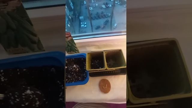 ВСХОЖЕСТЬ 100 % ПРОЦЕНТОВ!!! ПОСТОЯННО ГОТОВЛЮ ТАКУЮ РАССАДУ ДЛЯ ОГУРЦОВ!!!! смотреть онлайн