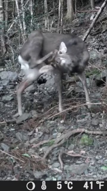 Deer's Enchanted Forest: Trail Camera Unveils Japan's Wild Deer's Hidden Life! #shorts смотреть онлайн