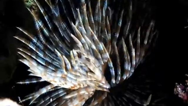 Sabellastarte magnifica RecifAtHome смотреть онлайн