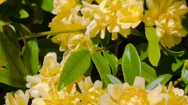 Yellow Lady Banks Rose|Spring Bloom| Climbing Rose|Rambling Rose|Lady Banks Rose|Spring|yellow rose смотреть онлайн