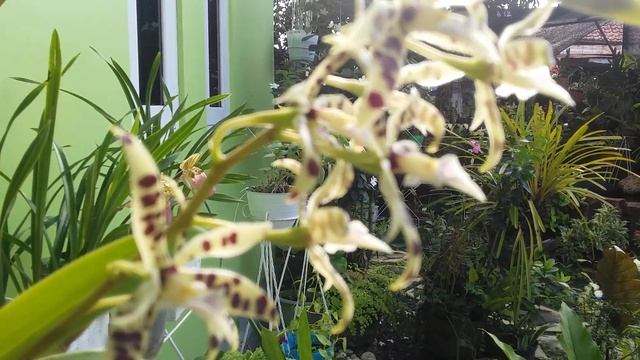 Encyclia Prismatocarpa - Epidendrum Prismatocarpum - Species Orchid Of Mexico