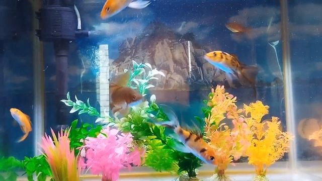 My Lovely Fishes смотреть онлайн