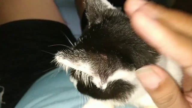 Kucingku Ngegemesin | pecinta kucing wajib nonton | Hiro dan Kuro смотреть онлайн