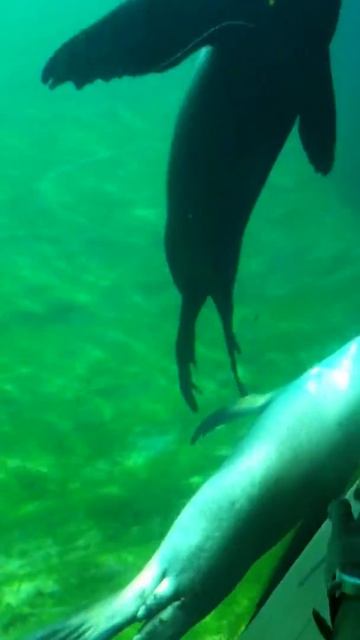 Морские котики смотреть онлайн