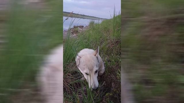 Ну вот и Шельма. Повзрослела смотреть онлайн