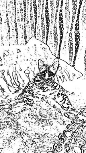 маленькие котики котики котики розовые носики