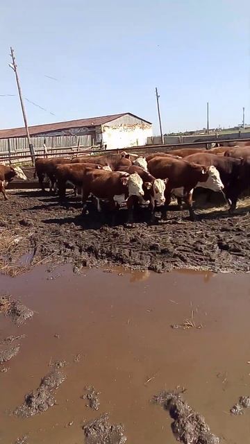 Порода герефорд ООО ПЗ Энергия наши бычки 🔥🔥🔥🔥🔥🔥 смотреть онлайн