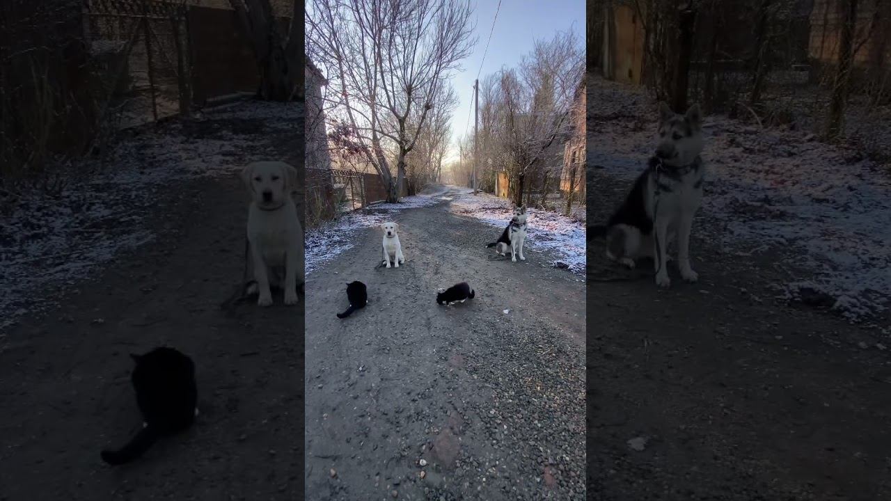 Железная выдержка Восточно-европейской овчарки и Лабрадора смотреть онлайн