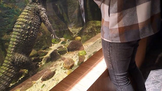 Страшный зверь! океанариум в Гдыне. смотреть онлайн