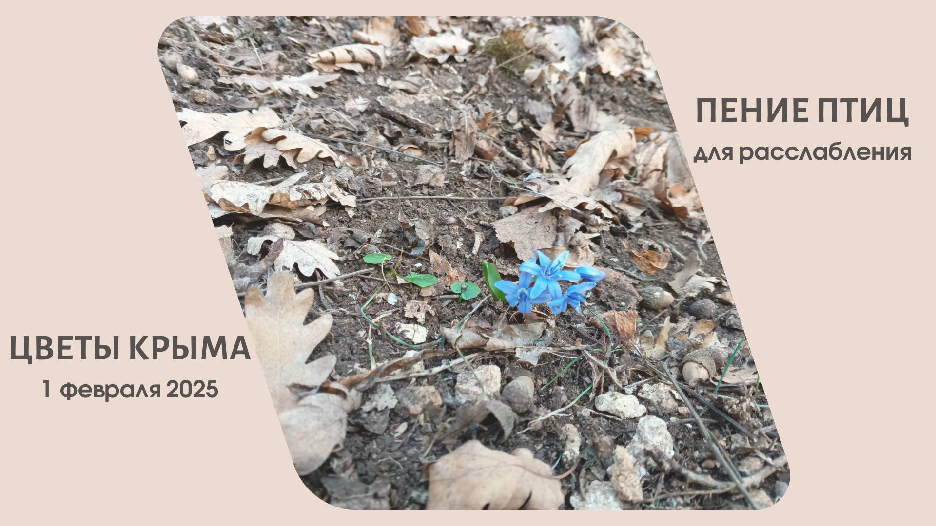 Звуки природы для расслабления и лесные цветы для любования 🙂 смотреть онлайн