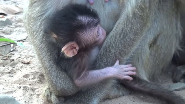 Watch Sasha Monkey with Her Incredibly Cute New Baby Daughter| Monkey Cambodia Daily смотреть онлайн
