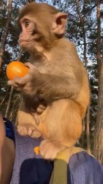 China Monkey #shorts (5) смотреть онлайн