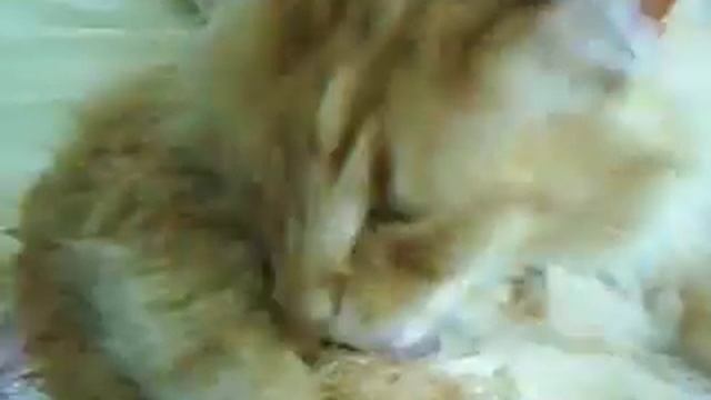 Puma tomando banho смотреть онлайн