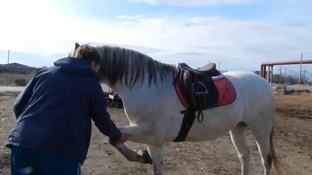 Лошадка, дай лапу смотреть онлайн