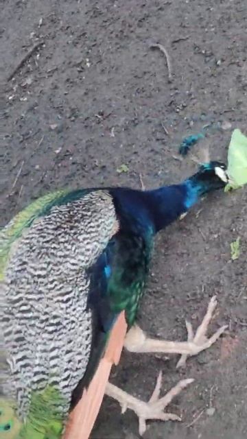@peacockspeacocks смотреть онлайн