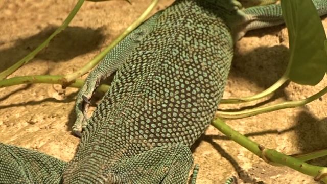 Varanus prasinus (Schlegel, 1839) čes. varan smaragdový смотреть онлайн