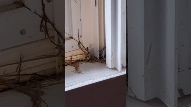 Spider VS Wasp!! смотреть онлайн