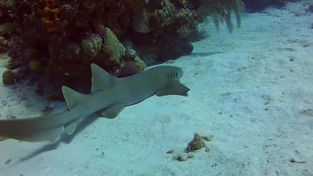 Diving with Cayman Diveshuttle Ltd and Seascapes/QC Scuba December Trip Grand Cayman - Nurse shark смотреть онлайн