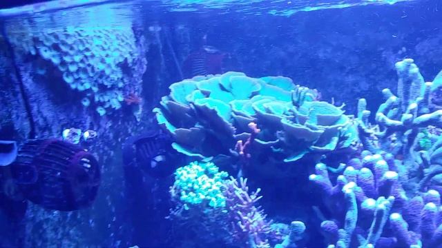 Reef tank 22,5 miesiąca bez sumpa i podmian - 15 kwietnia 2019 смотреть онлайн