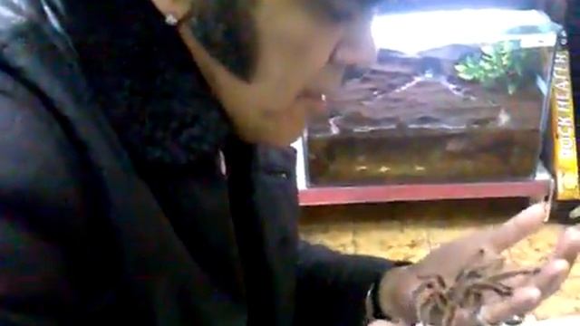 Pocho La Pantera y la arañita смотреть онлайн