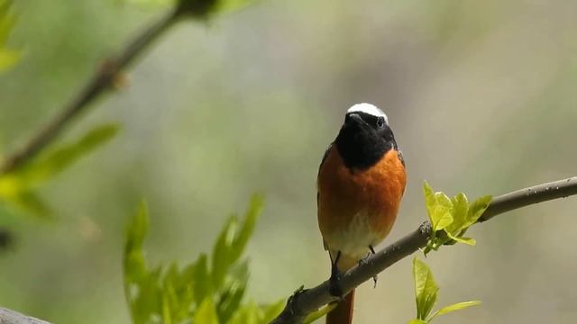 Певец смотреть онлайн