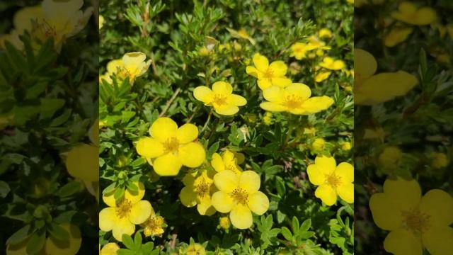 Shrubby cinquefoil, 물싸리, キンロバイ(金露梅)Potentilla fruticosa var. rigida смотреть онлайн