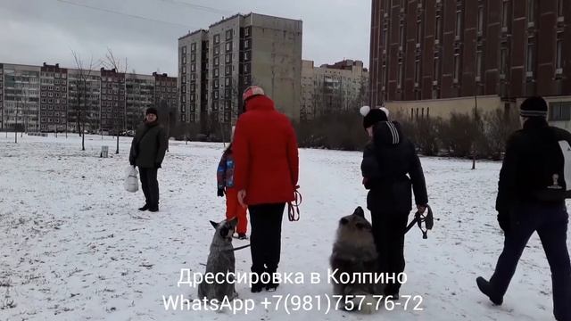 Михей и Лака. Команда "Рядом!". смотреть онлайн