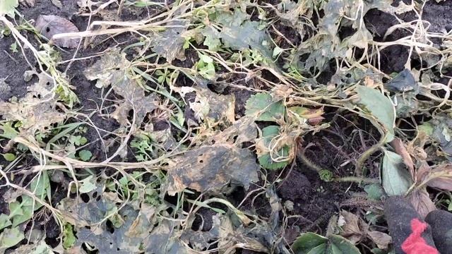 Полуниця зимою. Що буде далі, якщо на вулиці весняний січень? смотреть онлайн
