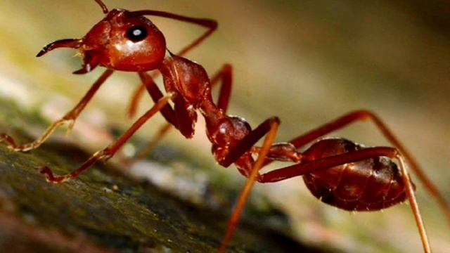 Ядовитые Муравьи. Все про муравьев. смотреть онлайн