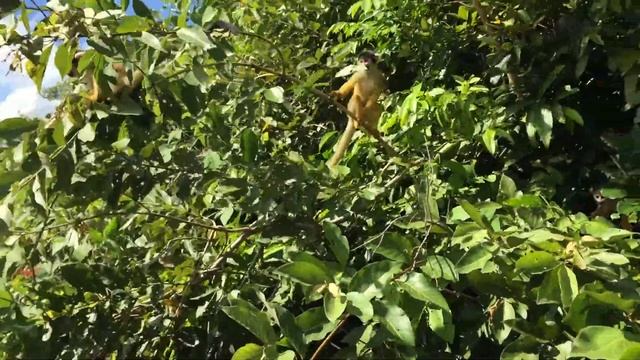 Squirrel monkeys in our boat on the Amazon near Rurrenabaque, Bolivia смотреть онлайн