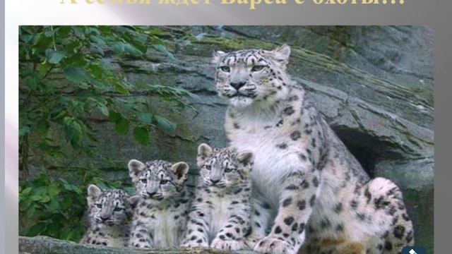 Ирбис 123456789