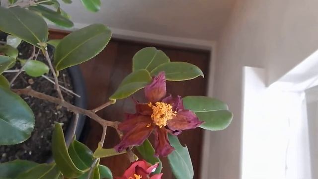 Updates of a Camellia Japonica Growing in Container In-door смотреть онлайн