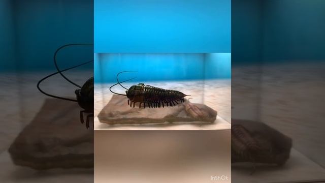 三葉蟲的爬行，捲曲與脫殼（藍訊科技製作，化石先生合作） смотреть онлайн