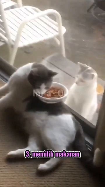 Kebiasaan makan kucing yang aneh#shorts смотреть онлайн