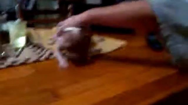 Peanut, the paralyzed chihuahua смотреть онлайн