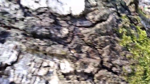 Муравьи строят великий город смотреть онлайн