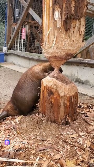 бобр смотреть онлайн