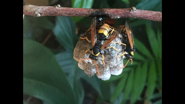The story of three paper wasp sisters (Polistes tepidus) смотреть онлайн