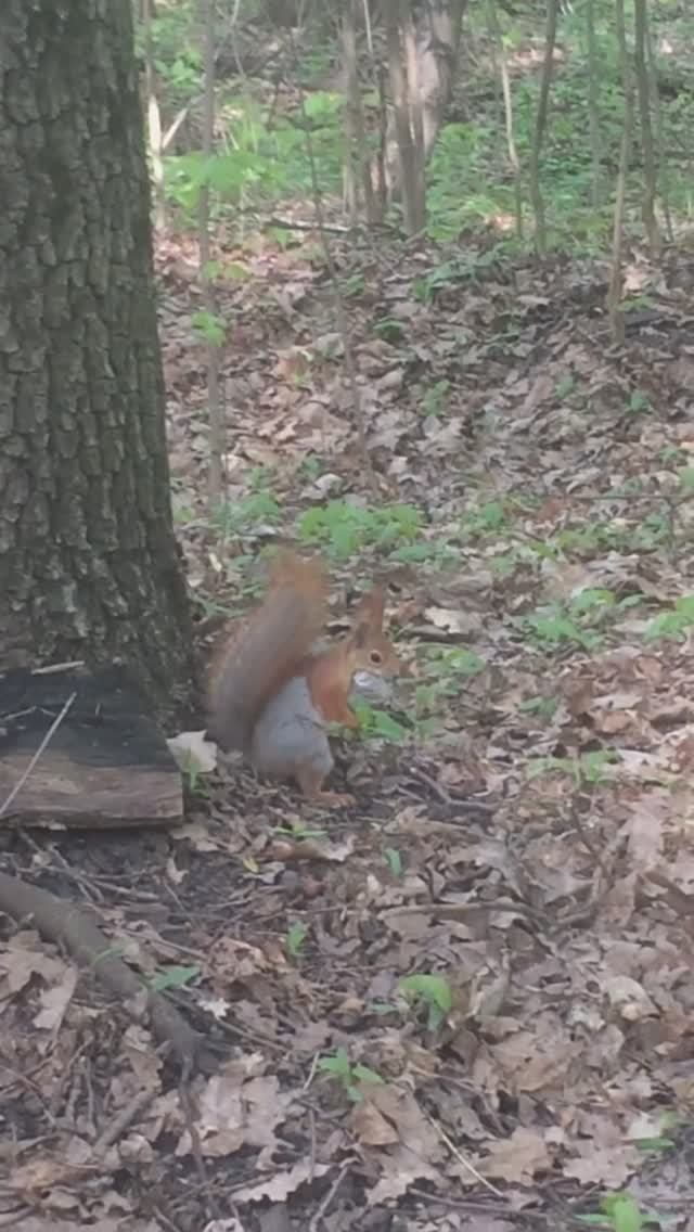 Гуляю по лесу. Встретила белку. смотреть онлайн