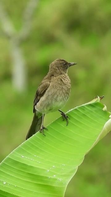 Birds of the world 🌟 #shorts #birding #bird #nature #wildlife #birds #birdwatching смотреть онлайн