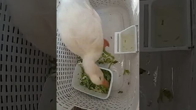 ВСЕМ ДОБРОГО УТРА И ХОРОШЕГО НАСТРОЕНИЯ смотреть онлайн