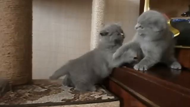 😼 Шотландские котята смотреть онлайн